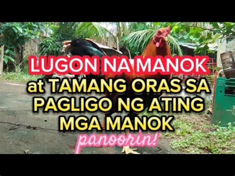 lugon na manok meaning|PAGLULUGON NANG ATING MGA MANOK Info: .